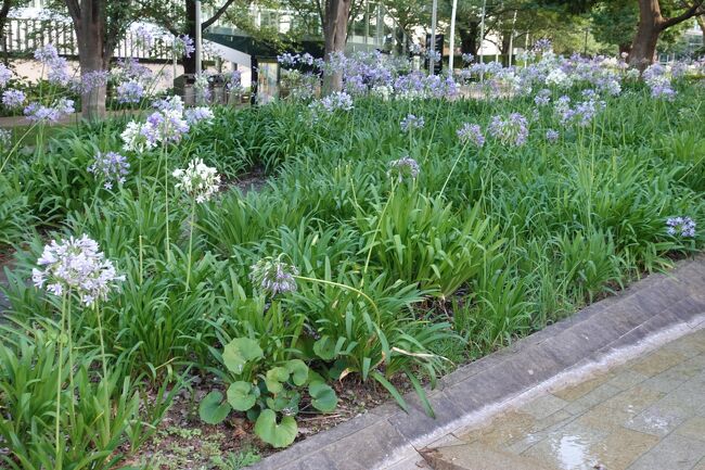 花が満開だった。<br />画像検索で調べたらムラサキクンシラン？<br />なのかな？