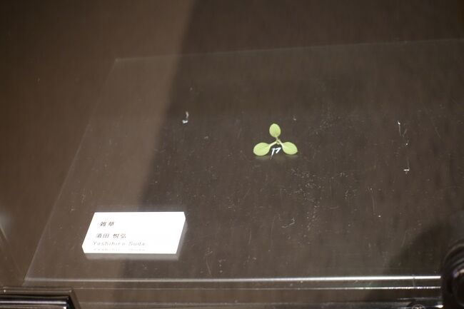 ん？<br /><br />タイトルが「雑草」、、、w<br /><br />こういう邪心が無いユーモアは好き！<br />こういうおおらかさはどこかオノヨーコさんの作品に通じる気がする。　　