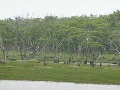 半島のほぼ中間には 立ち枯れのミズナラが残るナラワラ。