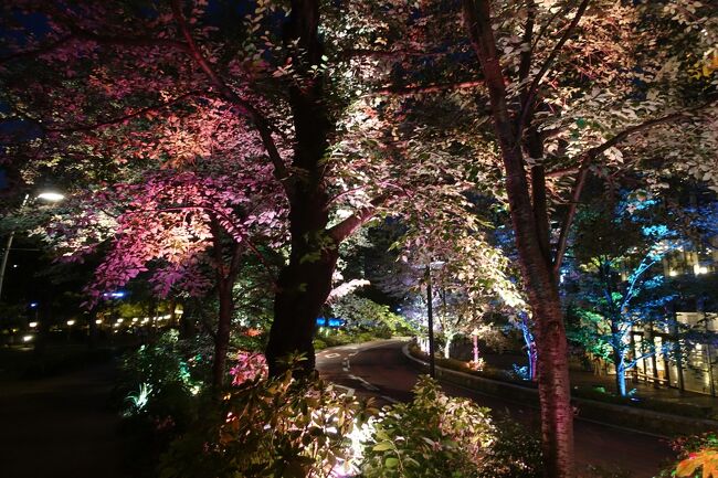 ライトアップしてるしー