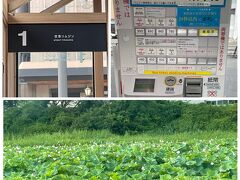 ちょっと早いけど空港でゆっくりとリムジンバスへ。久保田城跡のお堀は蓮が満開でした。