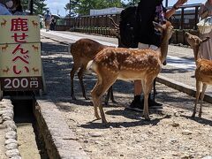 奈良公園