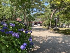 八幡秋田神社
アジサイがまだ咲いています　東北だから時期が遅いのかな？