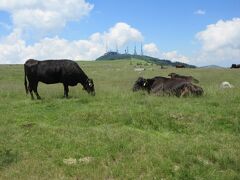 美しの塔から塩くれ場にかけて、放牧された牛が草を食べている様子が眺められました。
背景には美ヶ原最高峰・王ヶ頭に立つ電波塔が見えました。