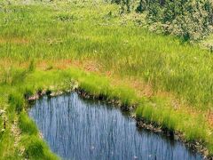 湿原を抜け、大沼を一周する大沼遊歩道があったので歩いてみる。遊歩道からは、小さな池塘も見ることが出来た。その湿原は、大沼湿原と呼ばれている。規模は小さいが、湿原らしい魅力が詰まっている。訪れてみて良かった。