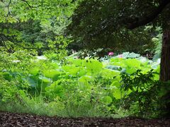 栗林公園の北門近くの駐車場に車を停めて。

北門から入園すると蓮池が近いです。