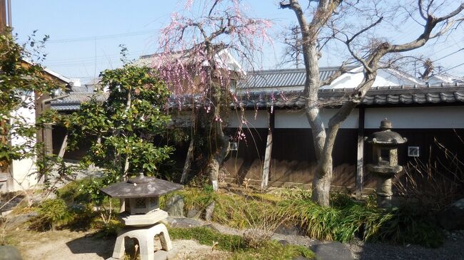 　主庭園。咲き始めた枝垂れ梅が美しい。