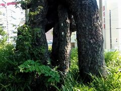 浜松駅バスターミナル3番乗り場から、遠鉄バスで「根上り松」下車。想像より太く、迫力があります。