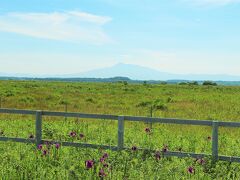 ヒオウギアヤメが咲いているのは海岸側ではなく道路を挟んだ湿原側で、湿原の向こうには斜里岳の姿がうっすらと見えていた。

