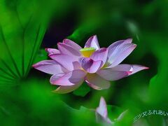 八田川には木で作られた吊橋「むつみ橋」が架けられた赤い橋から
全体を見たり、下に降りて近くで見たり出来ますので、
いろいろ被写体を観察しながら撮りました。