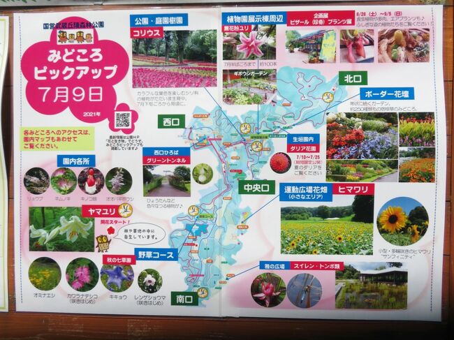 やまゆりとコリウスガーデンとひまわり畑の森林公園 猛暑も森林浴でしのげた地元で楽しむ7月連休 東松山 埼玉県 の旅行記 ブログ By まみさん フォートラベル やまゆりとコリウスガーデンとひまわり畑の森林公園 猛暑も森林浴でしのげた地元で楽しむ7月連休 東松山 埼玉県 の旅行記 ブログ By まみさん フォートラベル