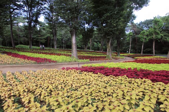 やまゆりとコリウスガーデンとひまわり畑の森林公園 猛暑も森林浴でしのげた地元で楽しむ７月連休 東松山 埼玉県 の旅行記 ブログ By まみさん フォートラベル