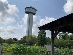 バスツアーはまず、行田にある「古代蓮の里」によりました。
ハスの花を観賞できる公園ですが、7月中旬から10月中旬の間田んぼアートが楽しめます。
上からしか見れないので、展望タワーに登ります！！
高さは50メートル。