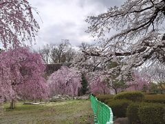 盛岡城跡公園も桜が満開でした。