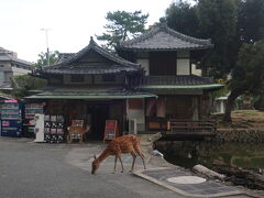 ほら、タクシーやったやろ！
やっぱり。。とは私の心の声。。

この後は歩いてもらわなアカンから
体力温存して欲しかったのに。。

猿沢池近くのお店。
観光客から貰えないから。。
美味しいとこ知ってるもんね。。