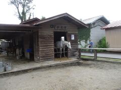 富士山下宮小室浅間神社御神馬　JRAキングズオブサザン号