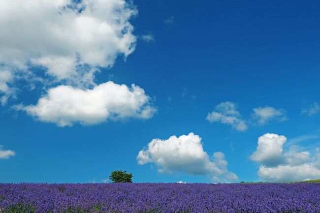 丘の中腹一面が、ラベンダーの鮮やかな紫色で染まっていた。