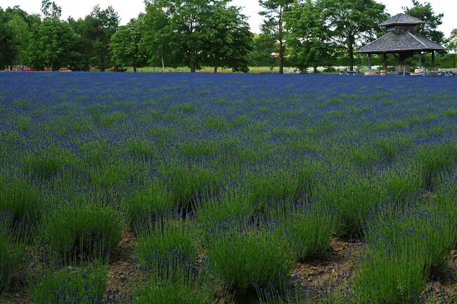 駐車場側から敷地に入ると最初に目に飛び込んできたのは、花があまりに小さいため、自分から近いと緑色の茎が茎が目立つけど、遠く離れた場所は紫のベールが覆っているようにもみえる一面のラベンダー畑。