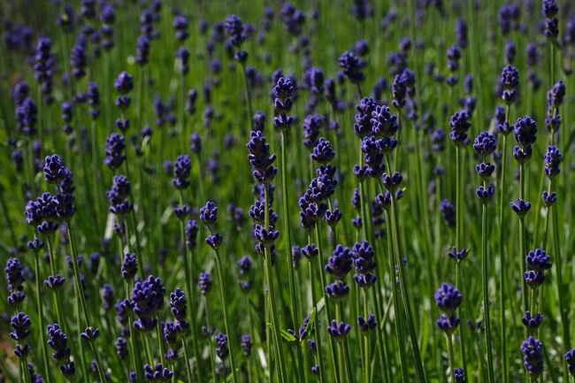 このラベンダーは濃紫早咲という名前だそうで、日の出公園ラベンダー園で見たブルーキャットミントよりも深みのある色が特徴だった。
