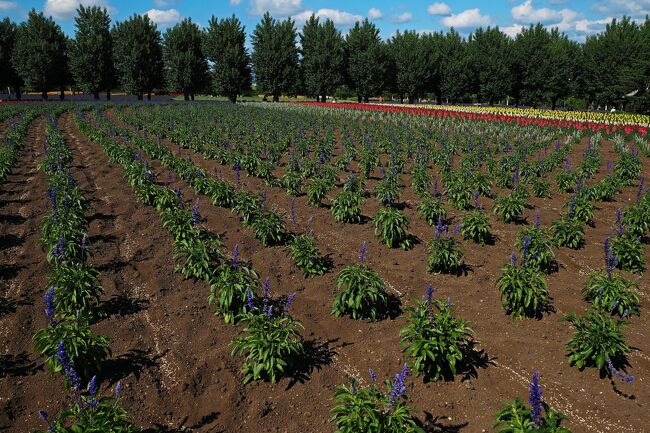 外に出ると、薄っすら汗ばむくらい暑い。<br />そしてサルビア：ファリナセアの成長はまだ先で、近くから見てると隙間が目立つので…