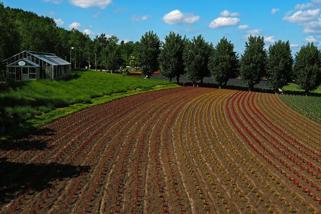 緩やかなカーブを描くカラフルな花畑が楽しめるのは7月以降みたい。