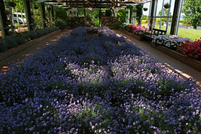 一面ラベンダーの淡い紫色で染まった花壇が出迎えてくれた。