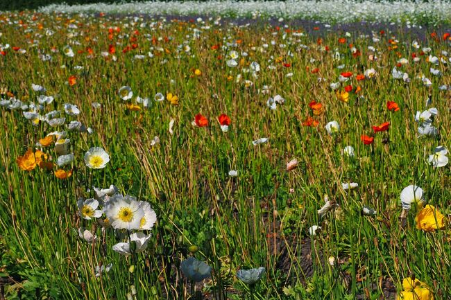 アイスランドポピーの花畑を眺めていたら、先日観たばかりの映画：ミッドサマーを思い出した。