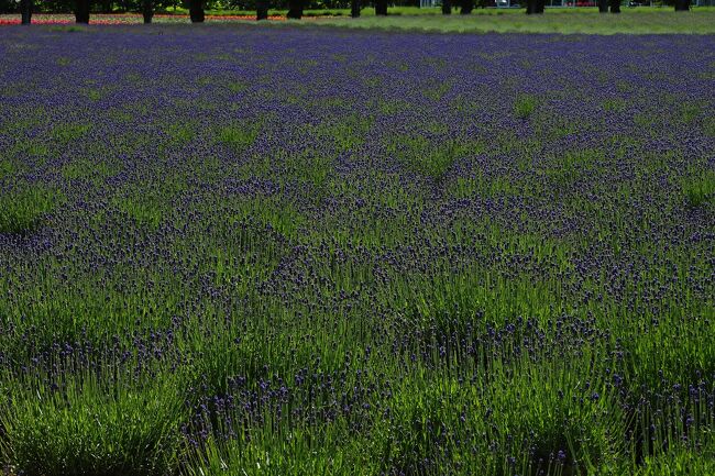 ラベンダーが揺れる非日常的な美しさに見とれてしまう。<br />この後は富良野にあるワイナリーに立ち寄ってから、今夜宿泊するHOTELに向かう予定。<br />続きは02へ。
