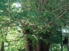 日枝神社のご神木

山形で一番太いという天然記念物！！