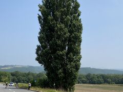 木シリーズ。
まずは、ケンとメリーの木。
「愛と風のように」。ここに来るまでのテーマソングｗ
１９７０年代の日産のＣＭで、この木が映っていたようです。
１０人ぐらいの観光客はいました。
