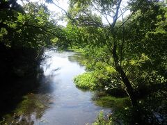 湧水から流れ出る柿田川の水も澄んでいます。