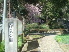 松月院から伊東駅へ向かう途中にある、伊東公園の桜もきれいでした。
