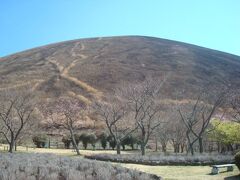 桜はチラホラ咲いている程度ですが、人も少なく、大室山を背景にすると良い景色です。