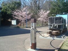 伊豆高原駅前にも、早咲きの桜が咲いていました。
3月上旬の伊豆高原、駅周辺で充分桜を楽しめました。