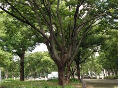 白川公園に戻ってきました。
帰りは公園の中を通って帰ります。