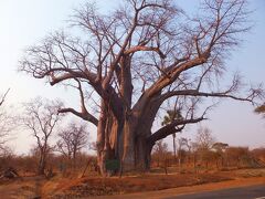 ジンバブエの道路脇にある大きな木
(The Big Tree Zambezi Drive)