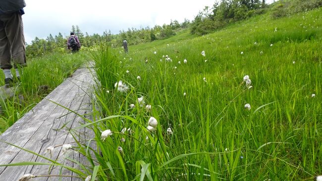 アヤメ平は尾瀬ヶ原より約500ｍ標高が高いので、尾瀬ヶ原と花期がずれている<br />尾瀬ヶ原では終わっていたワタスゲが、ここでは目立っていた<br />標高の低い順に<br />尾瀬ヶ原　1400m<br />鳩待峠　　1590m<br />アヤメ平　1970m<br />至仏山　　2228ｍ<br />燧ケ岳　　2356ｍ