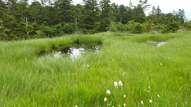 アヤメ平の池塘が現れ始めた<br />そこでお弁当を食べ終わるころ驟雨に会ってしまった<br />雨に濡れながら長沢林道を尾瀬ヶ原へと、きつい下りを2時間かけてひたすら下る<br />標高差約500m<br />時には雷もなり、ちょっと怖かった