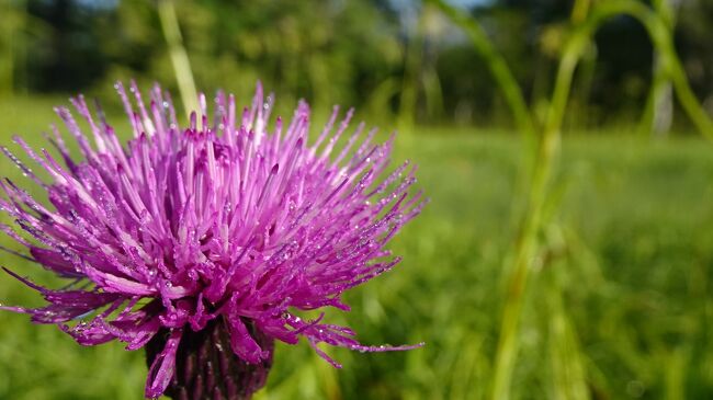 アザミの色も生き生き
