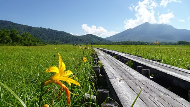 ニッコウキスゲ<br />たしかにあちらこちらに残っていた<br />群落というほどではなかったかな