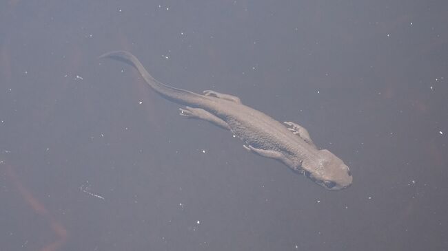 サンショウウオがたくさん生息している
