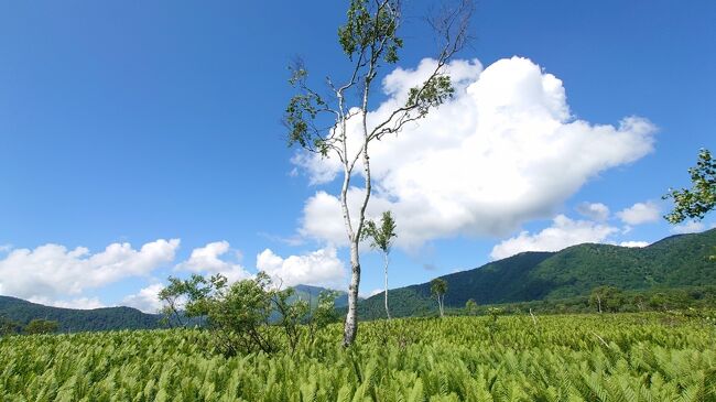 青い空<br />白い雲<br />緑のじゅうたんに<br />一本すくっと立つ白樺
