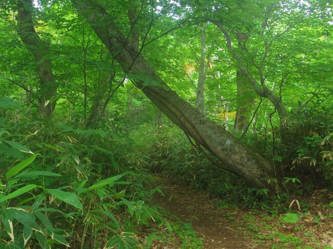 でも、早朝の森の中の散歩は気持ちがいいです。