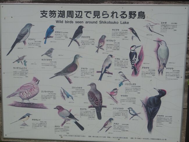 一羽も見つかりませんでした。