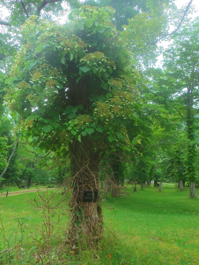 敷地内のあちこちに見られた「ツルアジサイ」これは折れた木に巻き付いてブーケのようになっています。<br />