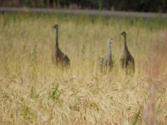 それから野鳥が多く見れるというクリーマーズフィールドに行きます。確かに鳥がいっぱい。