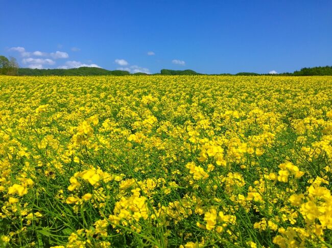 安平町の菜の花畑 21 追分 穂別 長沼 北海道 の旅行記 ブログ By ミスマルコさん フォートラベル