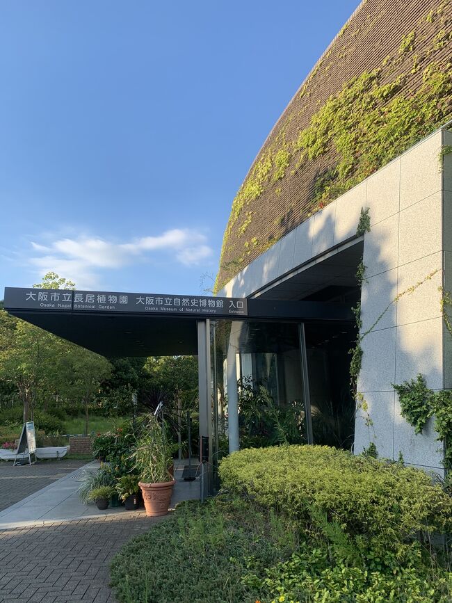 長居公園 ひまわりウィークで大阪の夏を満喫 ミナミ 難波 天王寺 大阪 の旅行記 ブログ By Nerorinnさん フォートラベル