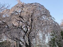 2021年の花見初めは3月17日の中院でした。枝垂桜なのでソメイヨシノの開花と同時ごろに見ごろを迎えます。