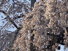 こちらは同日3月17日の喜多院の桜です。